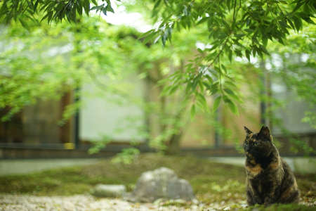 A tortoiseshell cat sitting in Japanese garden at fresh green seasonの写真素材