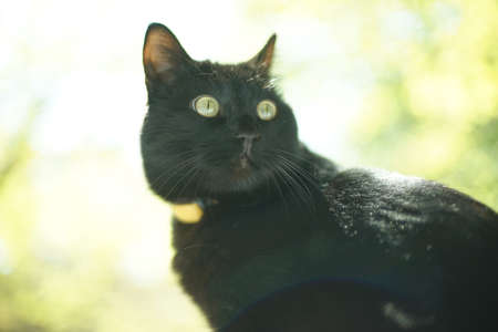 Portrait of a black cat with yellow eyesの写真素材