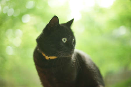 A black cat sitting against the background of fresh greenの写真素材