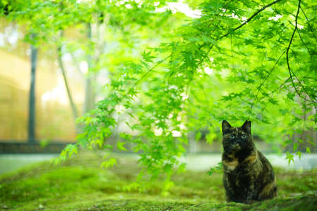 A tortoiseshell cat sitting in Japanese garden at fresh green seasonの写真素材