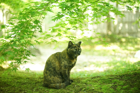 A tortoiseshell cat sitting in Japanese garden at fresh green seasonの写真素材