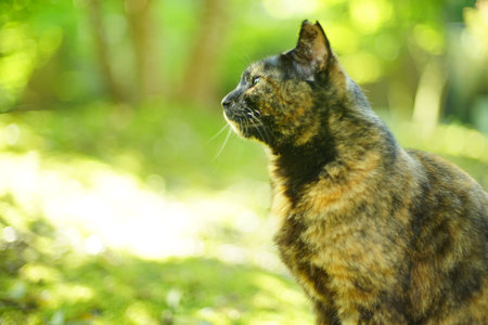 A tortoiseshell cat sitting in Japanese garden at fresh green season