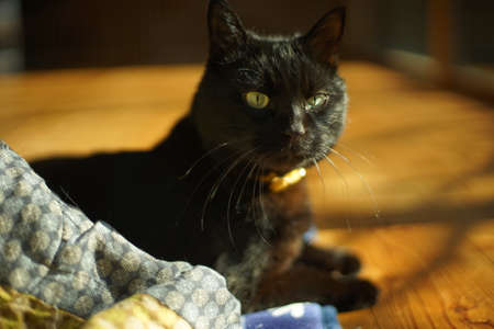 A black cat relaxing in a roomの写真素材