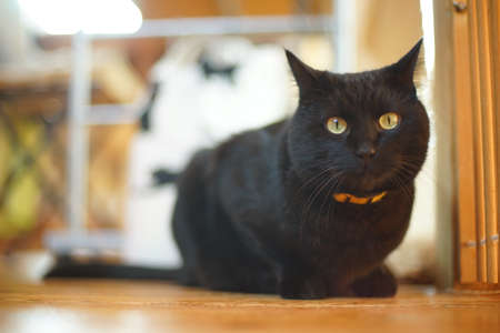 A black cat relaxing in a roomの写真素材