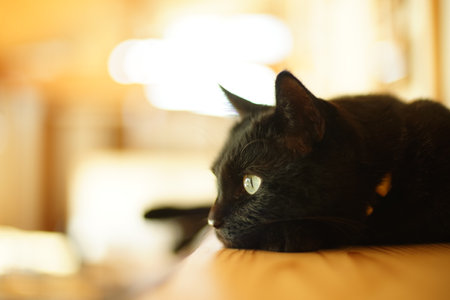 A black cat relaxing in a roomの写真素材