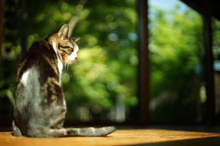 A black cat relaxing in a room against the background of fresh greenの写真素材