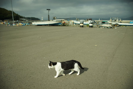 Cat walking Nitoda port, Tashirojima islandの写真素材