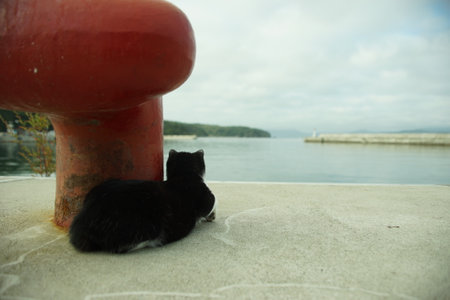 Tashirojima cat seeing the sea at Nitoda portの写真素材