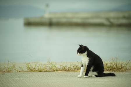 Cat living in Nitoda port, Tashirojima islandの写真素材