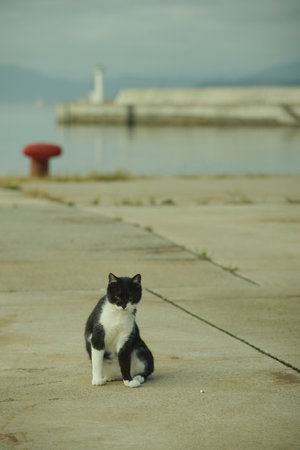 Cat living in Nitoda port, Tashirojima islandの写真素材