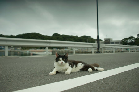 Cat living in Nitoda port, Tashirojima islandの写真素材