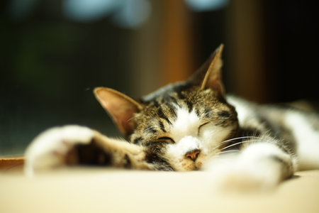 A tabby cat napping against the background of fresh greenの写真素材