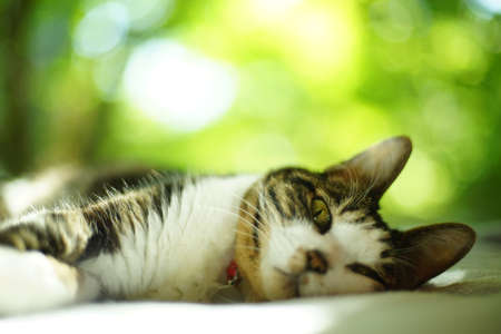 A tabby cat relaxing against the background of fresh greenの写真素材
