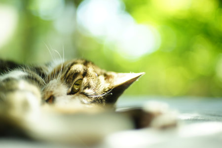 A tabby cat relaxing against the background of fresh greenの写真素材