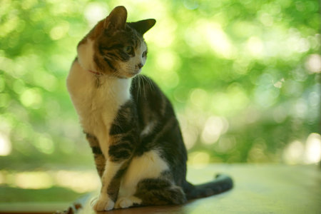 A tabby cat sitting against the background of fresh green