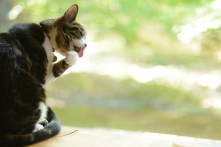 A tabby cat grooming against the background of fresh greenの写真素材
