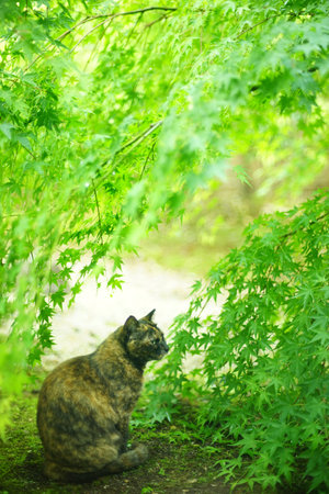 A tortoiseshell cat sitting in Japanese garden at fresh green seasonの写真素材