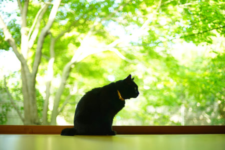 A black cat sitting against the background of fresh greenの写真素材
