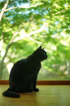 A black cat sitting against the background of fresh greenの写真素材