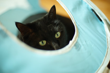 Black cat lounging in the Play Cubeの写真素材