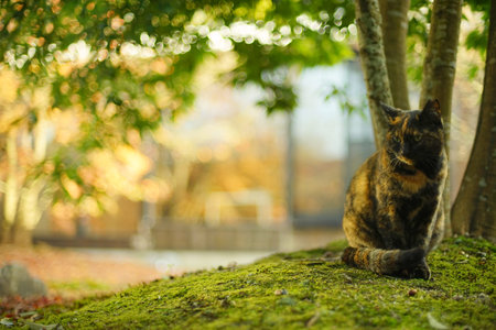A tortoiseshell cat sitting in Japanese garden at autumn leaves season