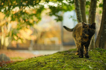 A tortoiseshell cat standing in Japanese garden at autumn leaves