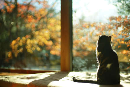 A tabby cat sitting against the background of autumn leavesの写真素材