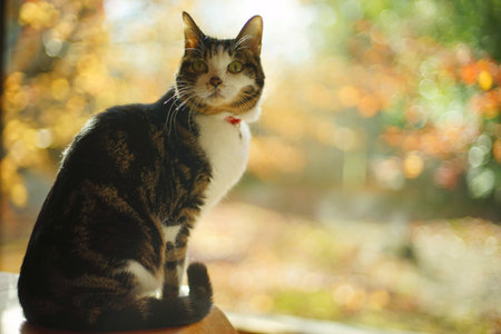 A tabby cat sitting against the background of autumn leavesの写真素材