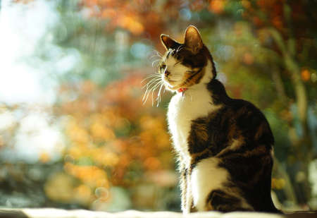 A tabby cat sitting against the background of autumn leavesの写真素材
