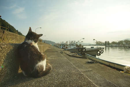 Cat living in Okishima island at autumn seasonの写真素材