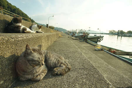 Cat living in Okishima island at autumn seasonの写真素材