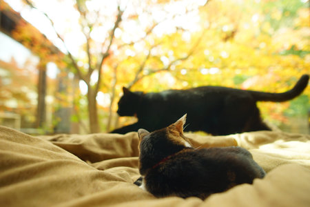 A tabby cat looking the Japanese garden with autumn leaves and a black cat walking in front of her