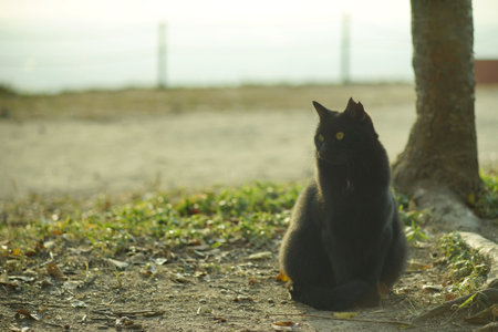 A cat living in Hachimanyama Observatoryの写真素材