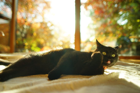 A black cat lying down against the background of autumn leavesの写真素材