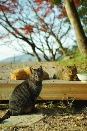 Cats living in Hachimanyama Observatory against the background of autumn leavesの写真素材