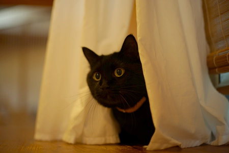 A black cat hiding behind the curtainの写真素材