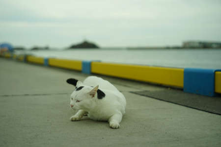 A cat living in Tottori portの写真素材