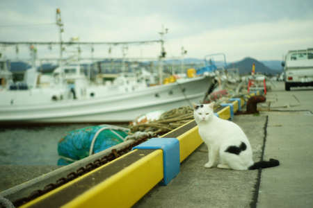 A cat living in Tottori port taken with old lens, Jupiter8の写真素材