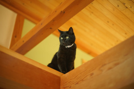 A black cat looking down from wooden loftの写真素材