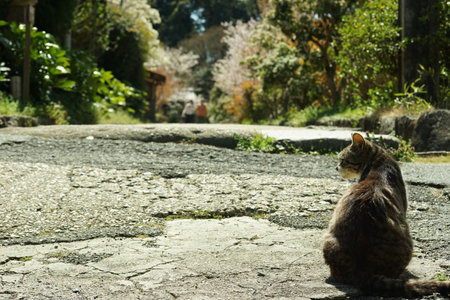 Cat living in front of Kyoto Joruri-ji temple at cherry blossom seasonの写真素材