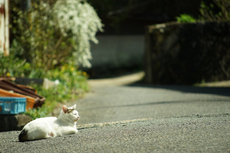 Cat living in front of Kyoto Joruri-ji templeの写真素材