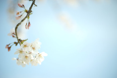 Close-up of cherry blossom against the background of blue skyの写真素材
