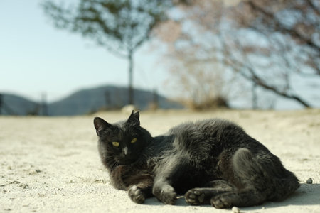 A cat living in Hachimanyama at cherry blossom seasonの写真素材