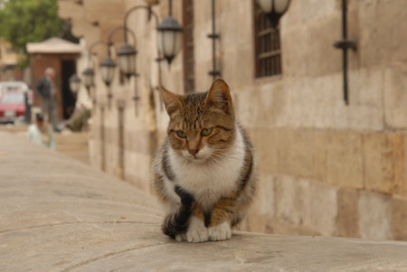 A street cat of Cairo, Egypt (2007, Jan.)の写真素材