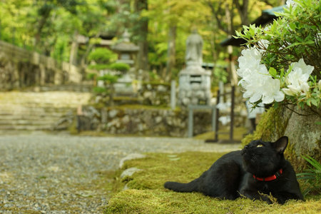 A black cat of Saimyo-ji temple at fresh verdure season (Kora, Inukami, Shiga, 2022, May)の写真素材