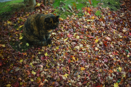 A stray cat sitting in Japanese garden at autumn leaves seasonの写真素材
