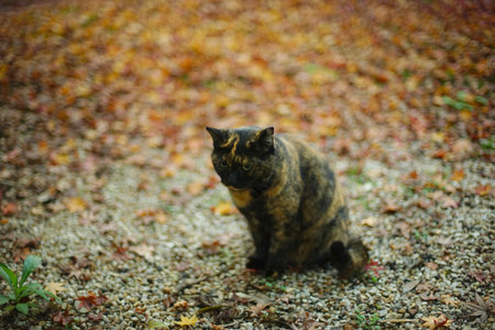 A stray cat sitting in Japanese garden at autumn leaves seasonの写真素材