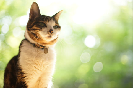 An old tabby cat relaxing against the background of garden treesの写真素材