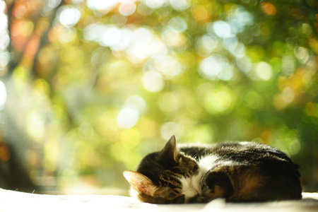 An old tabby cat napping against the background of autumn leavesの写真素材