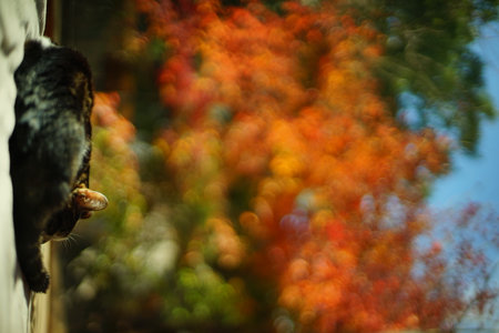 An old tabby cat napping against the background of autumn leavesの写真素材